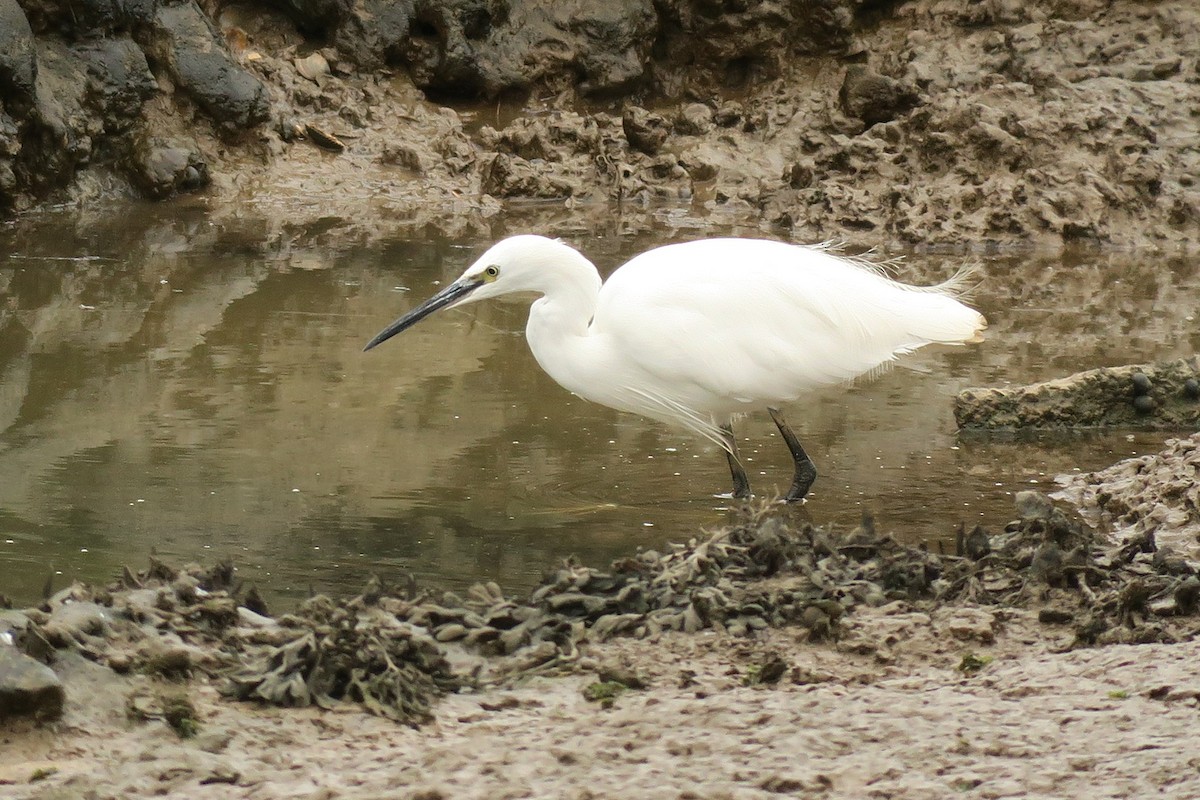 Little Egret - ML643766581