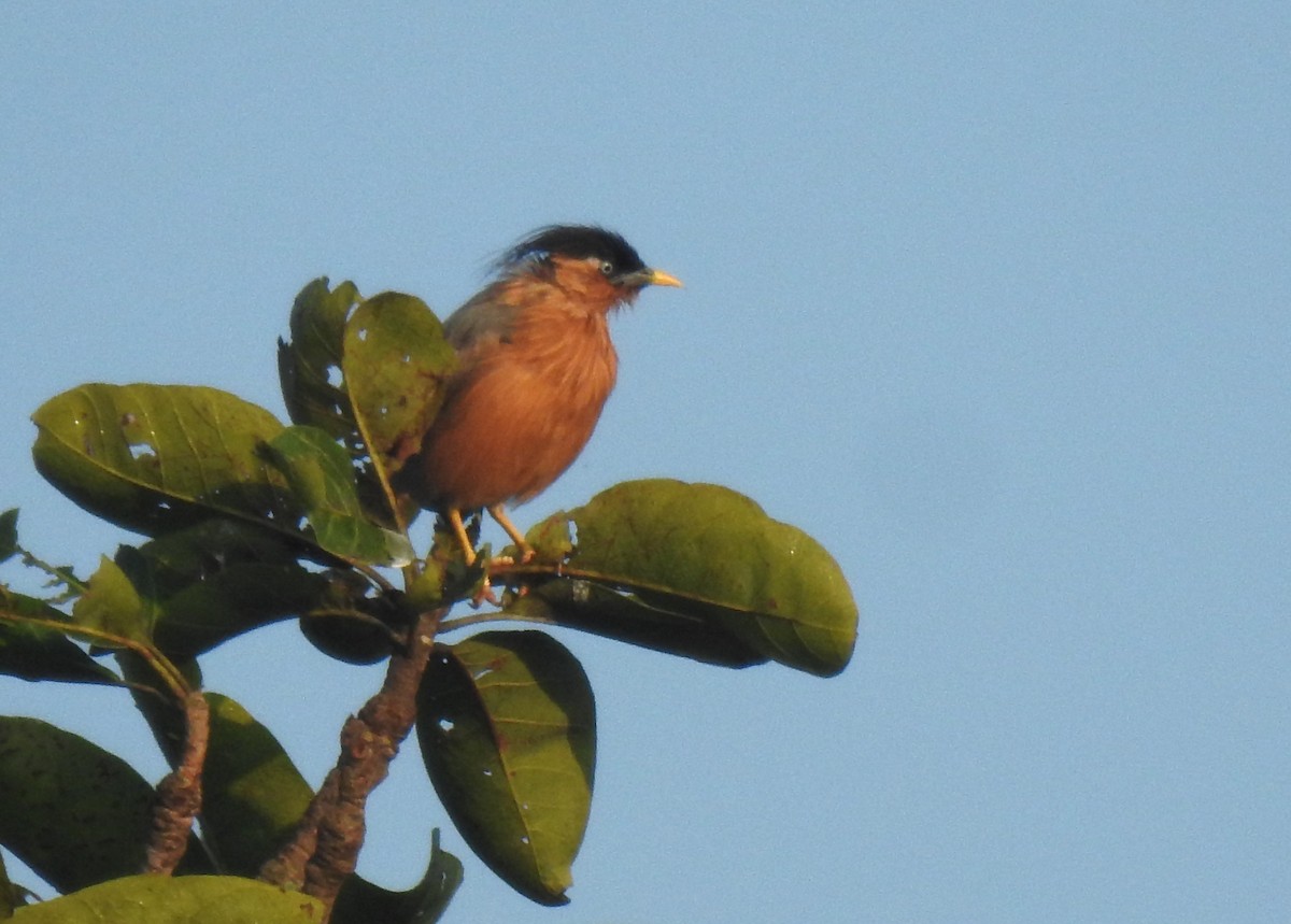 Brahminy Starling - ML643766582