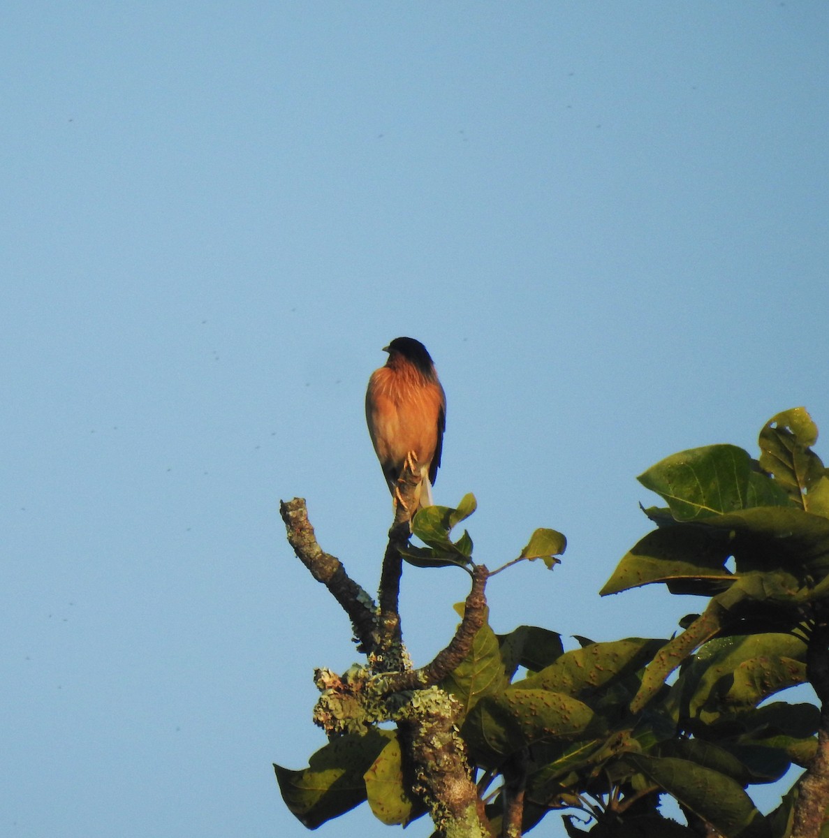 Brahminy Starling - ML643766586