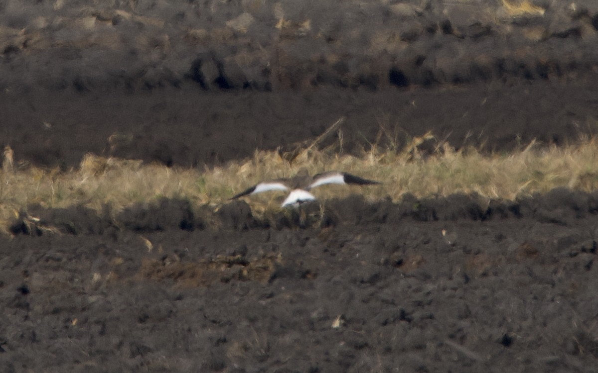 Pavoncella gregaria - ML643766590