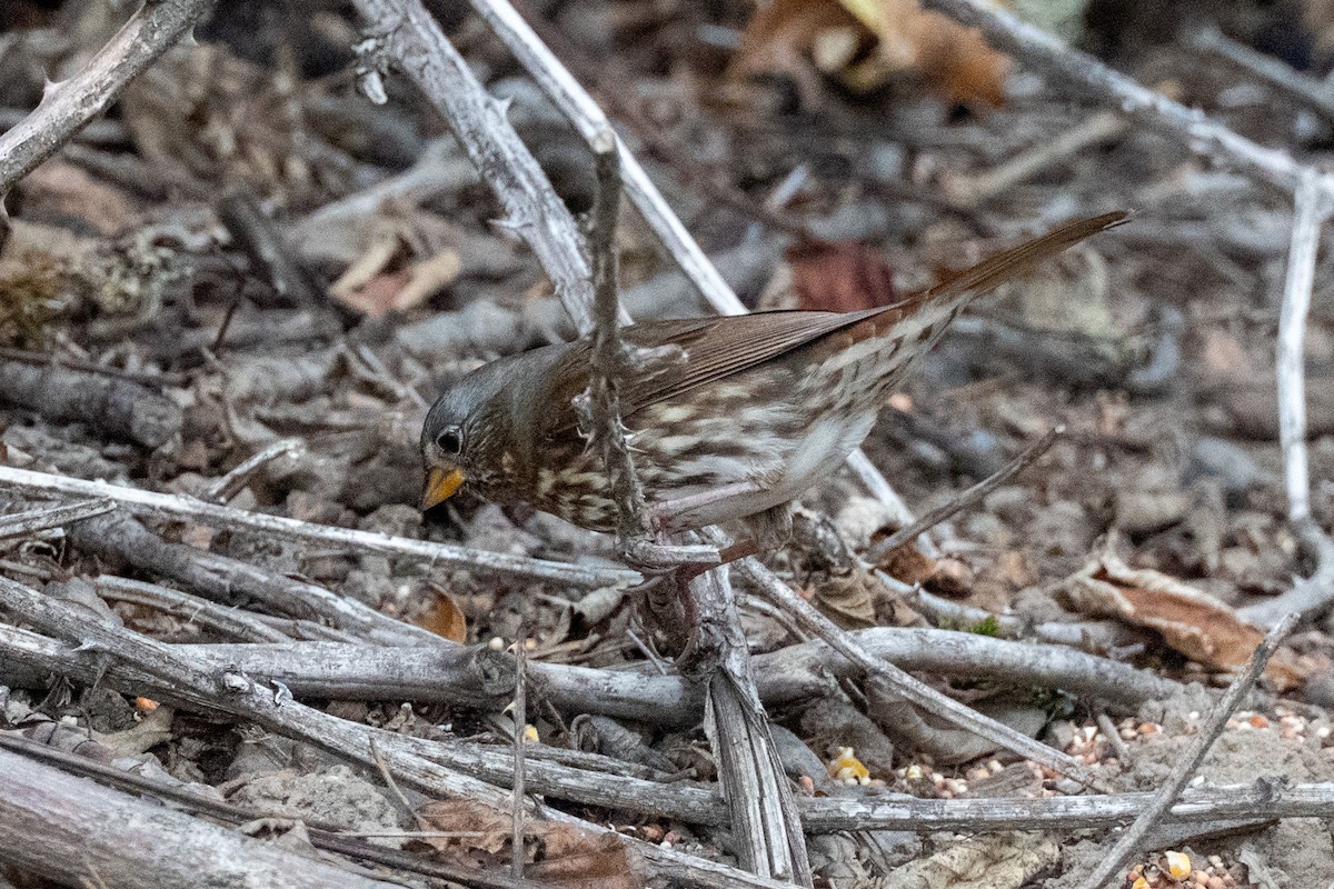 Fox Sparrow - ML643766591