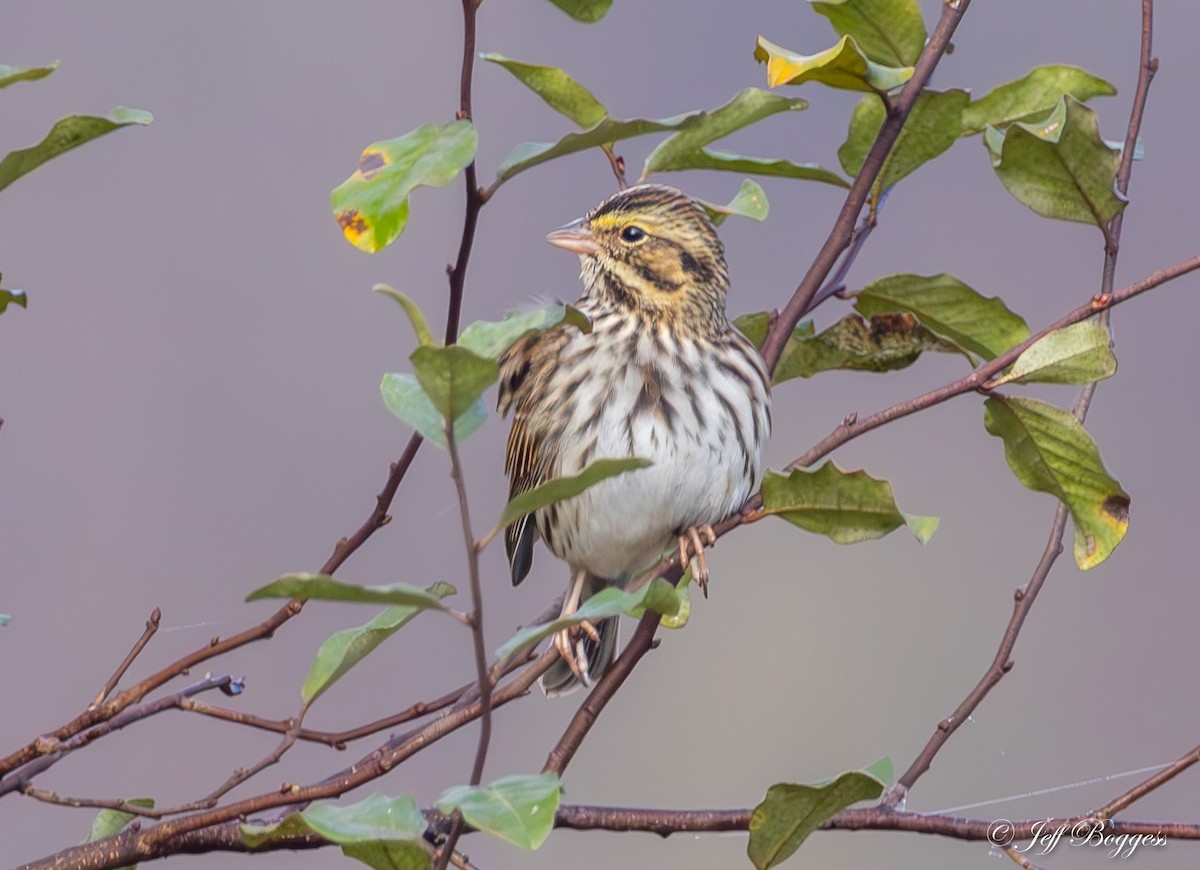 Savannah Sparrow - ML643766607
