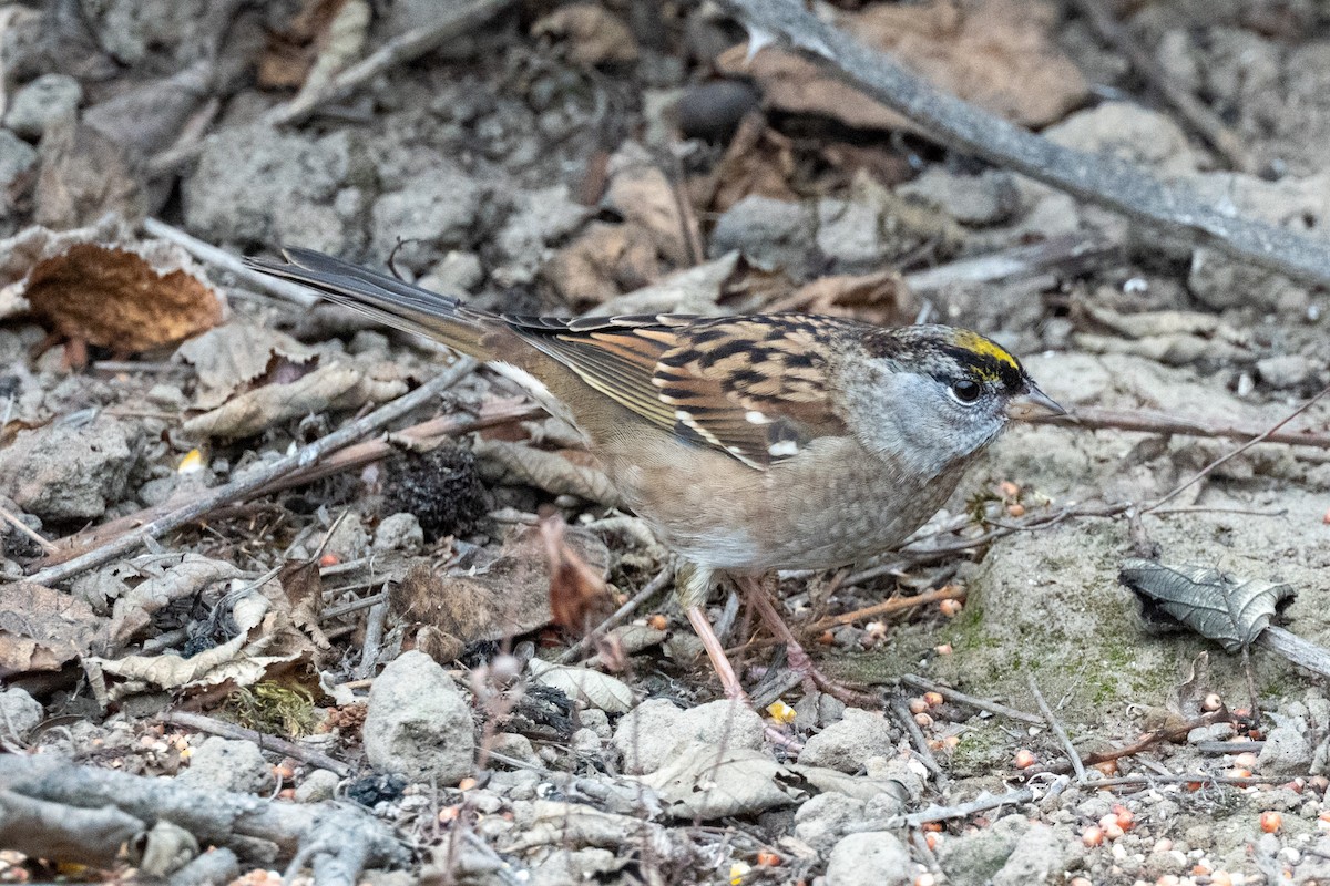 Golden-crowned Sparrow - ML643766609