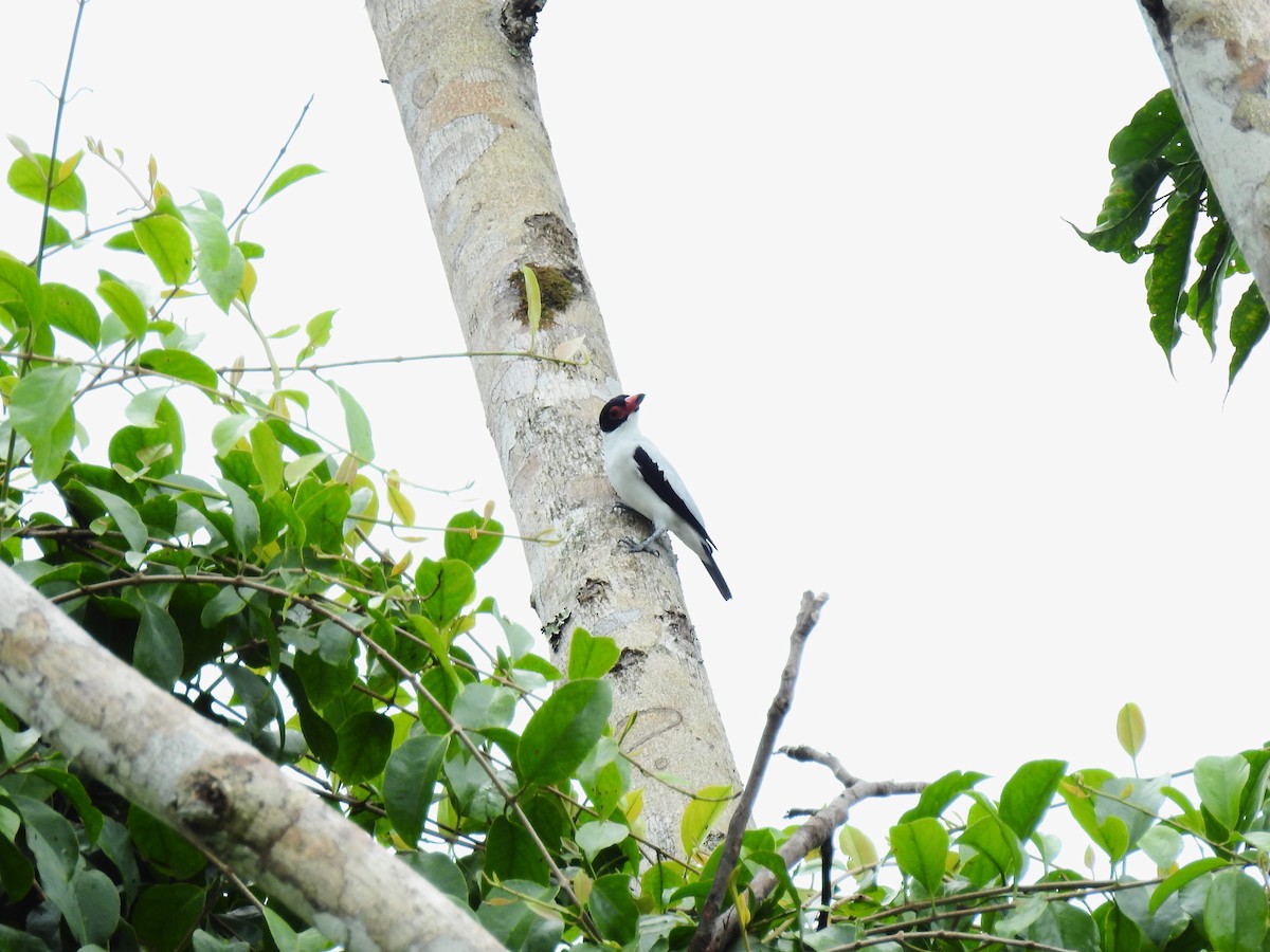 Black-tailed Tityra - ML643766612