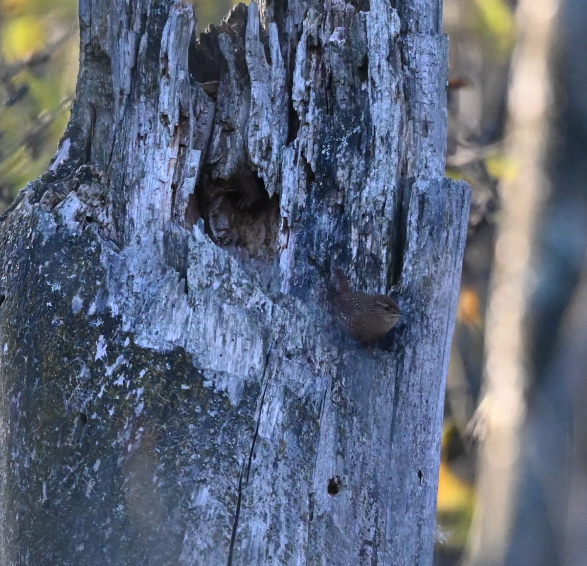 Winter Wren - ML643766613