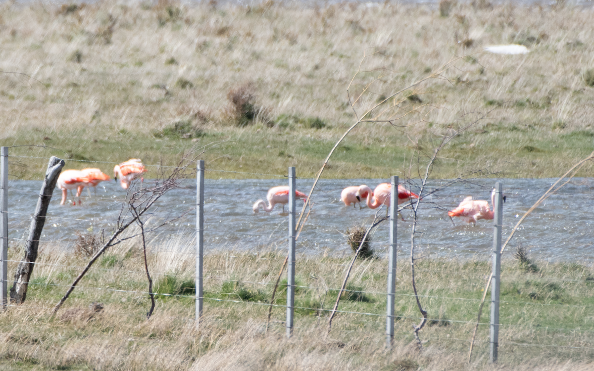 chileflamingo - ML643766635