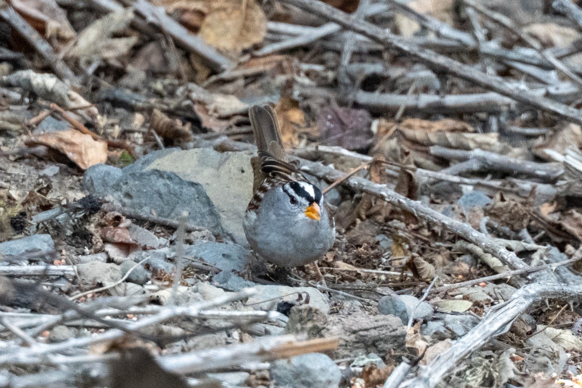 White-crowned Sparrow - ML643766639