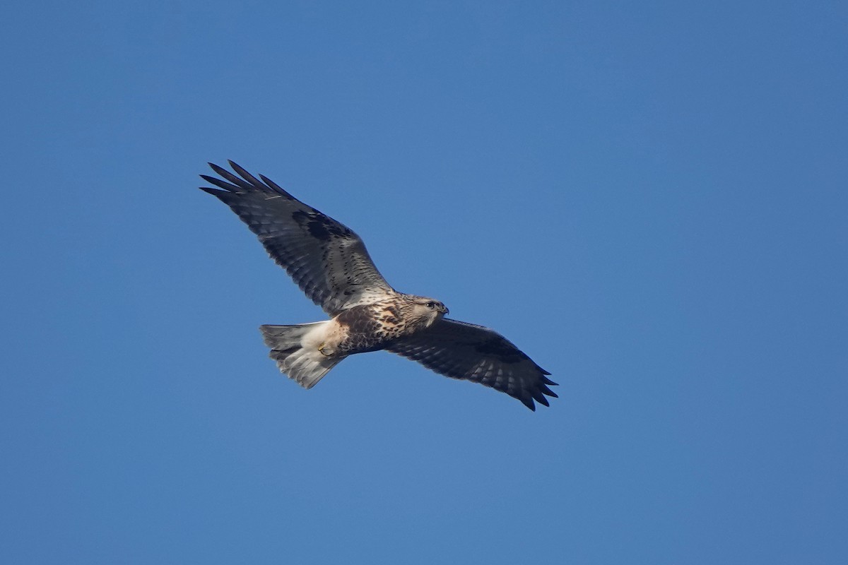 Rough-legged Hawk - ML643766641
