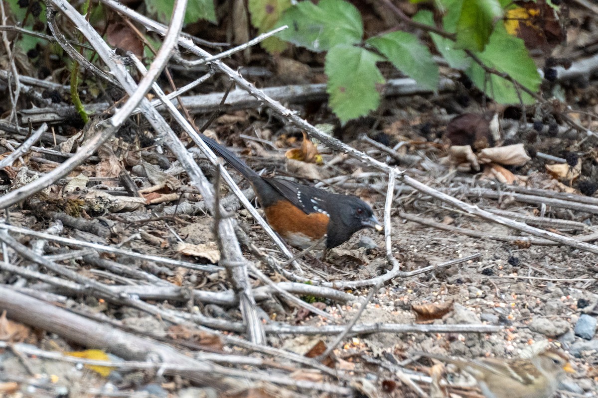 Spotted Towhee - ML643766652