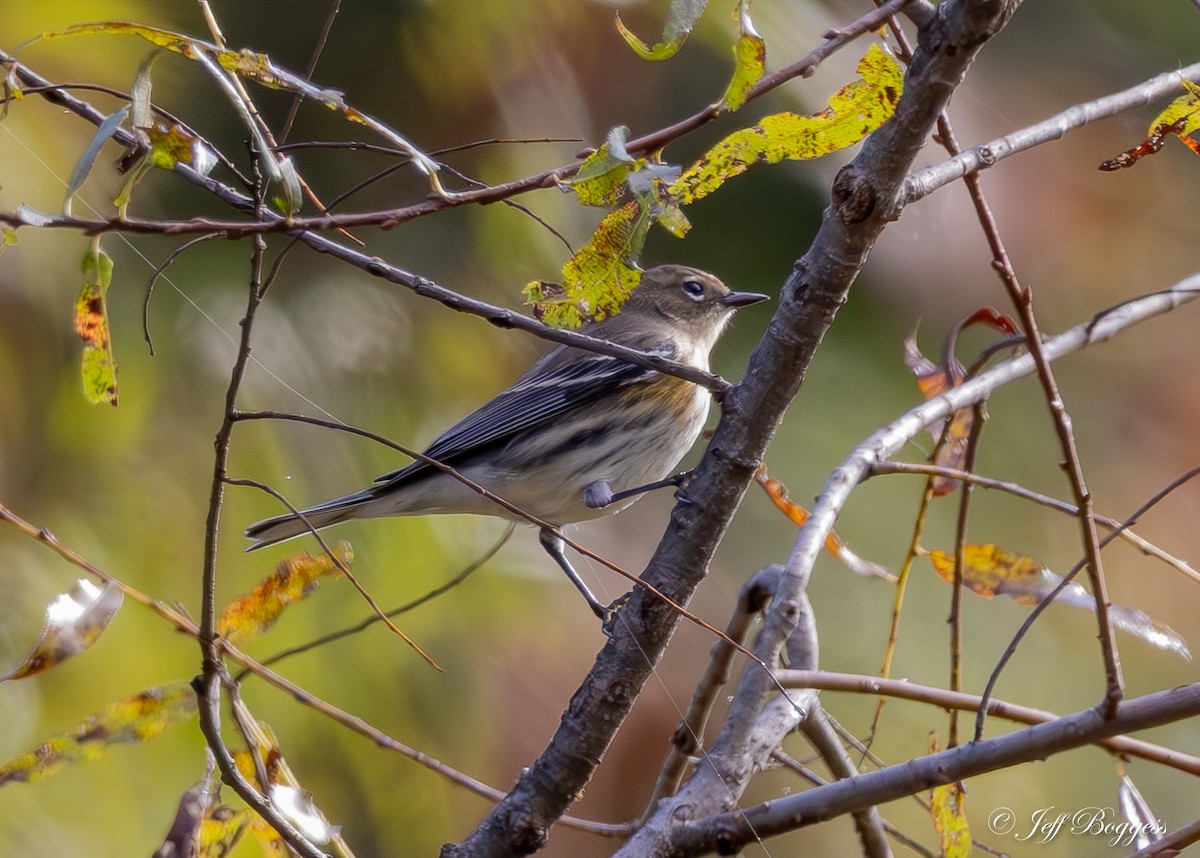 Yellow-rumped Warbler - ML643766660