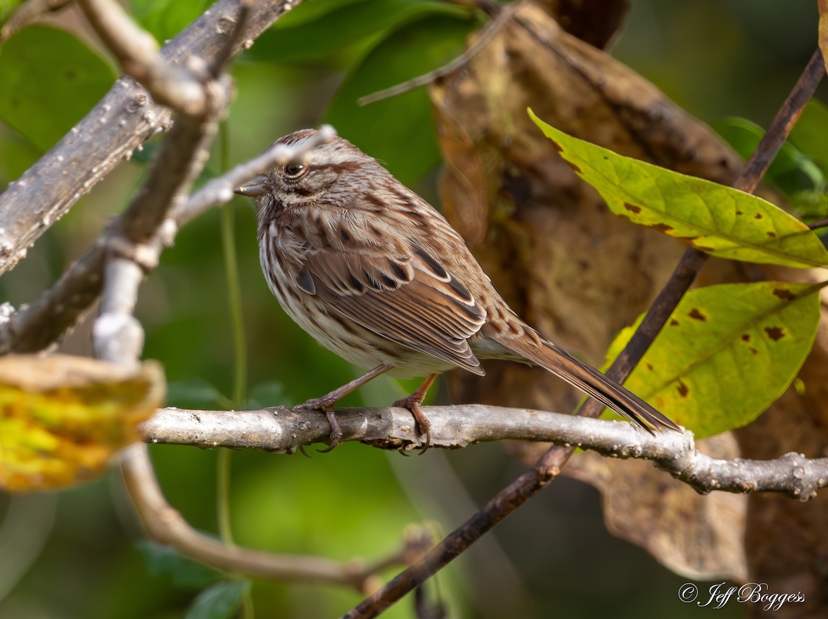 Song Sparrow - ML643766677