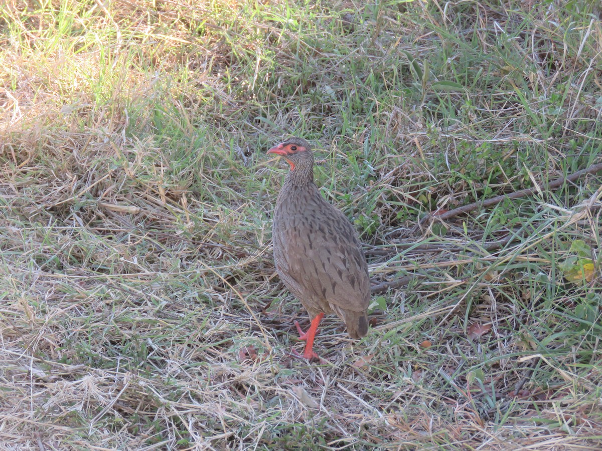 Red-necked Spurfowl - ML643766686