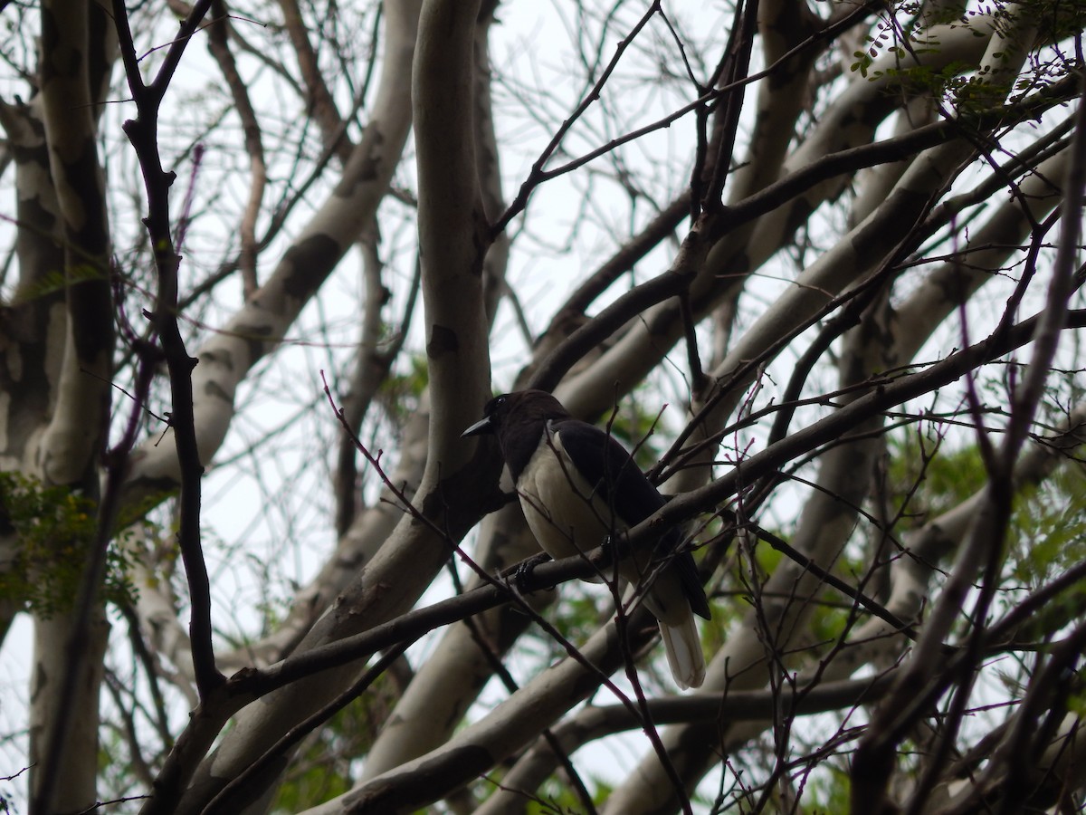 Curl-crested Jay - ML643766698