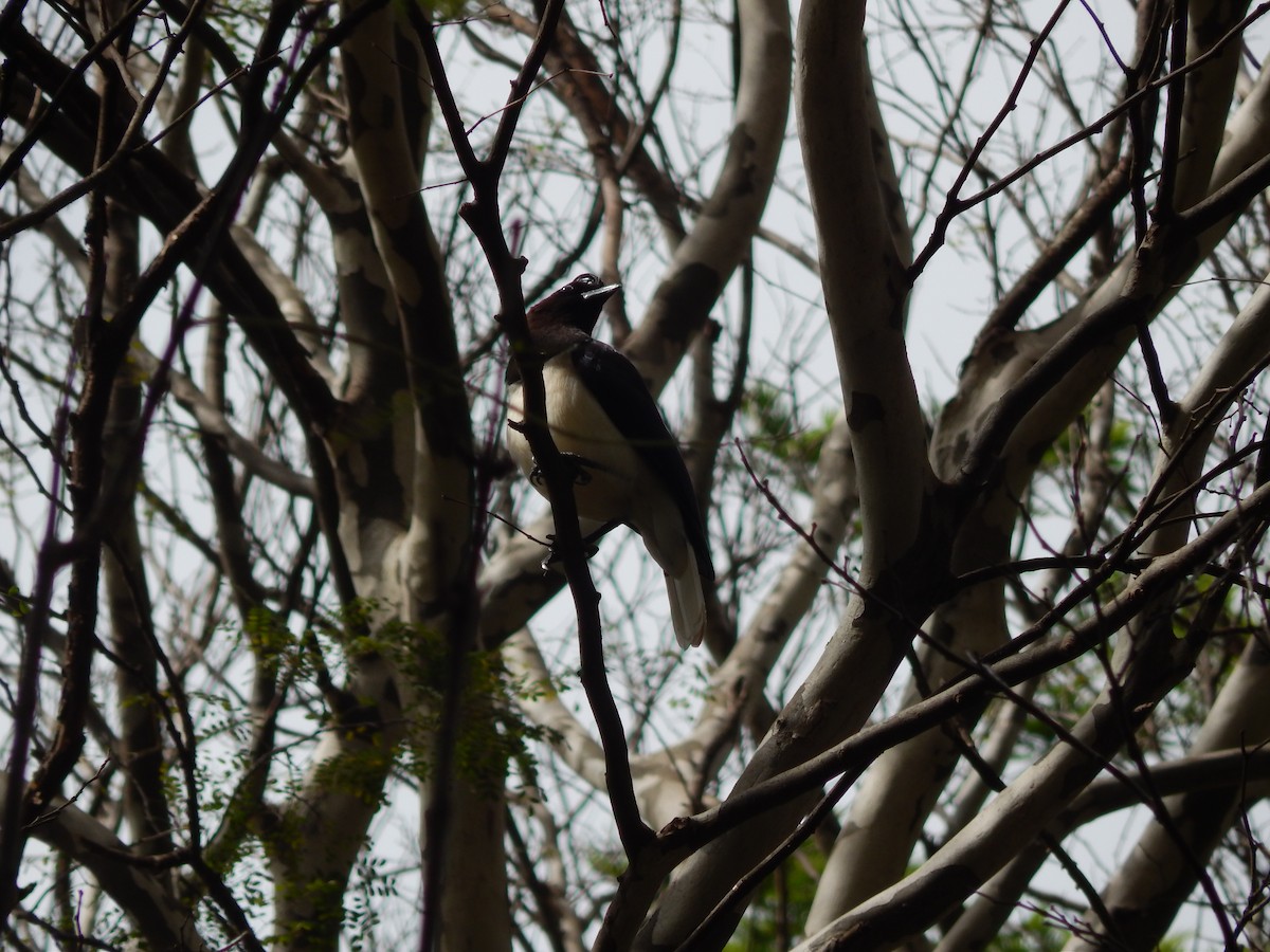 Curl-crested Jay - ML643766699