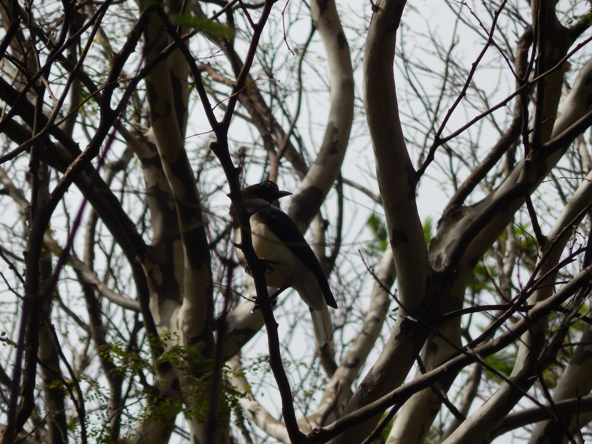 Curl-crested Jay - ML643766700