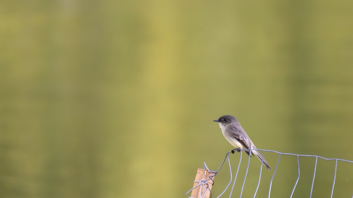 Eastern Phoebe - ML643766702