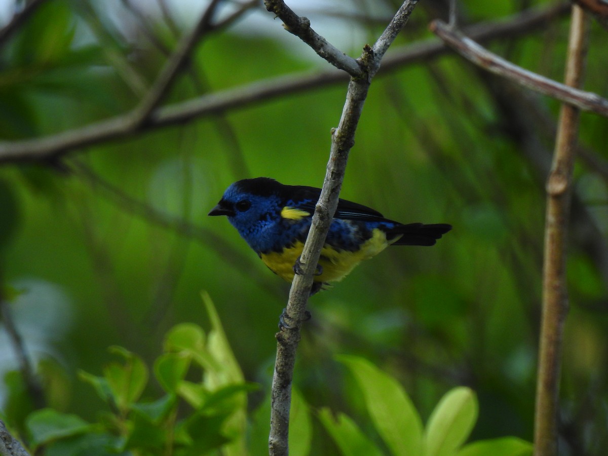 Turquoise Tanager - ML643766704