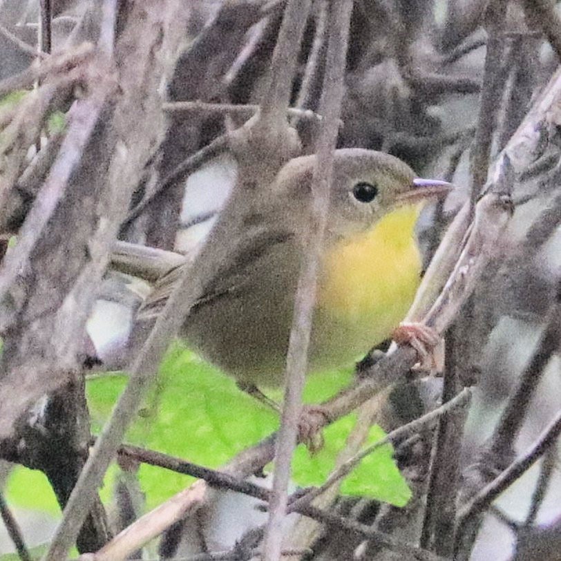 Common Yellowthroat - ML643766725