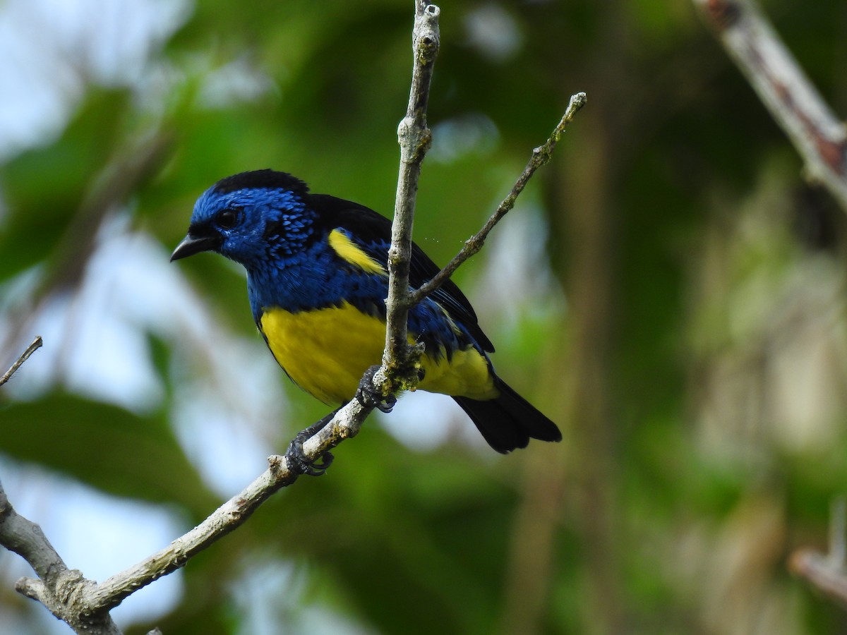 Turquoise Tanager - ML643766736