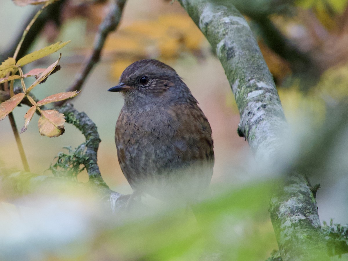 Dunnock - ML643766741