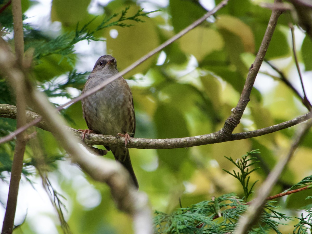 Dunnock - ML643766743