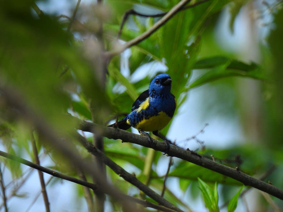 Turquoise Tanager - ML643766746