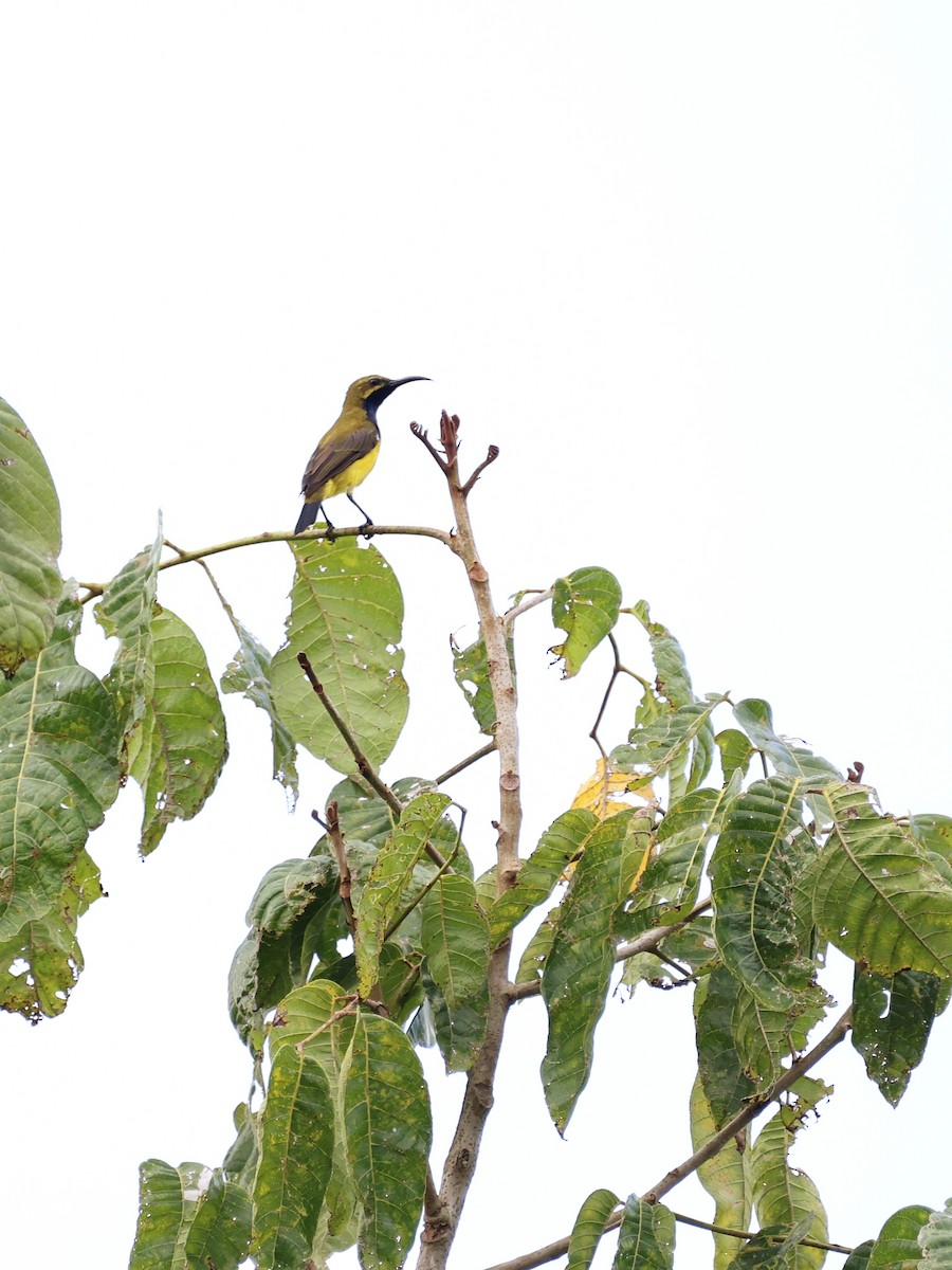 Sahul Sunbird - ML643766775