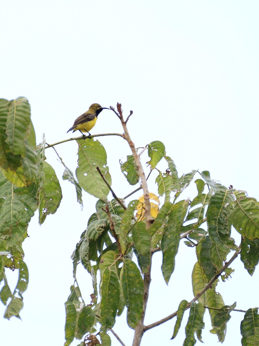 Sahul Sunbird - ML643766776