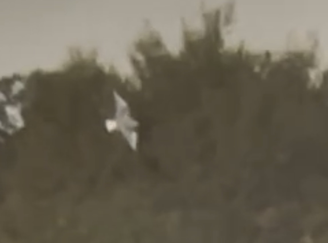 Bonaparte's Gull - ML643766784