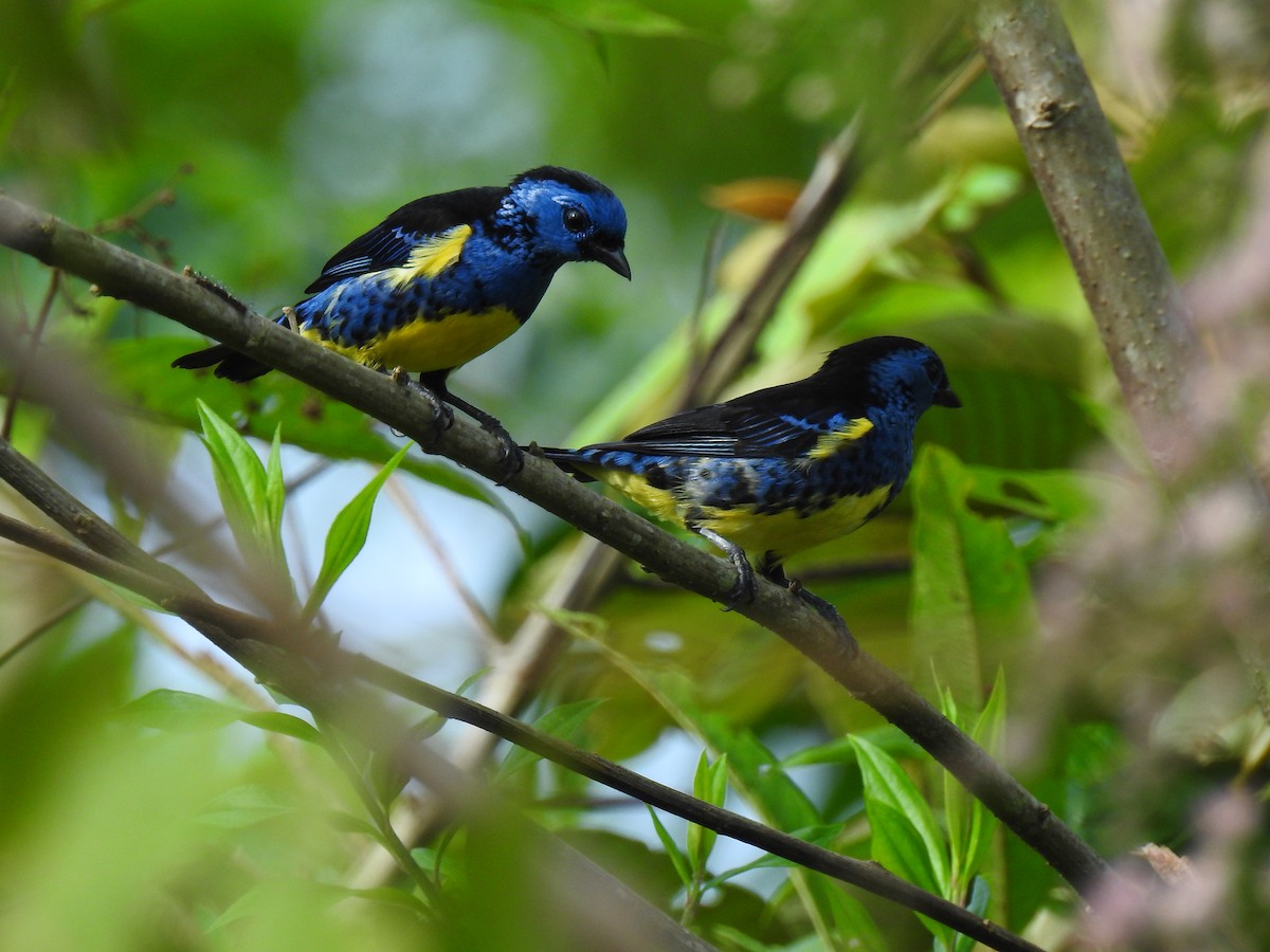 Turquoise Tanager - ML643766785