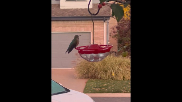 Broad-tailed Hummingbird - ML643766789