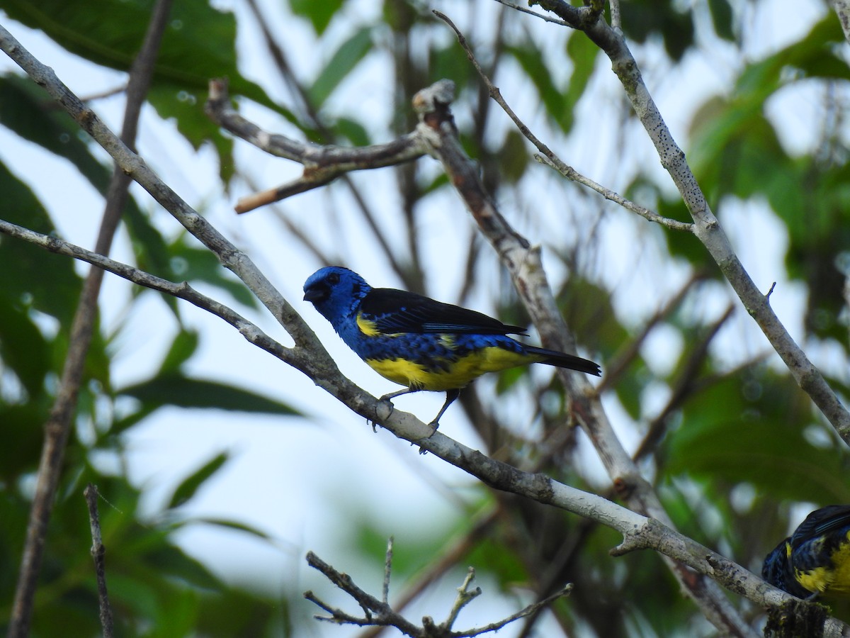 Turquoise Tanager - ML643766790