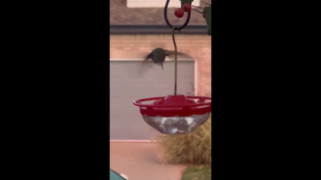 Broad-tailed Hummingbird - ML643766791
