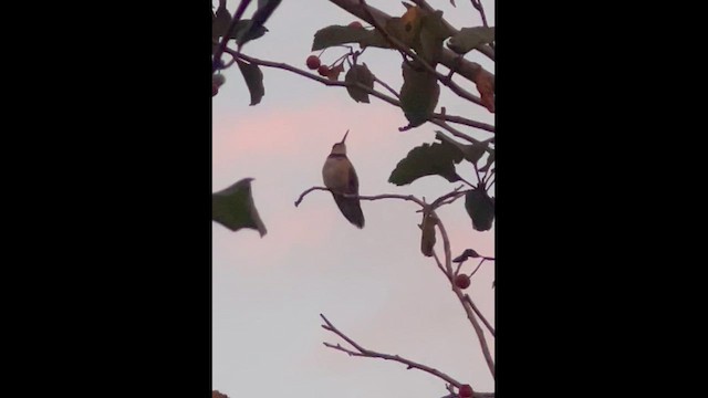 Broad-tailed Hummingbird - ML643766794