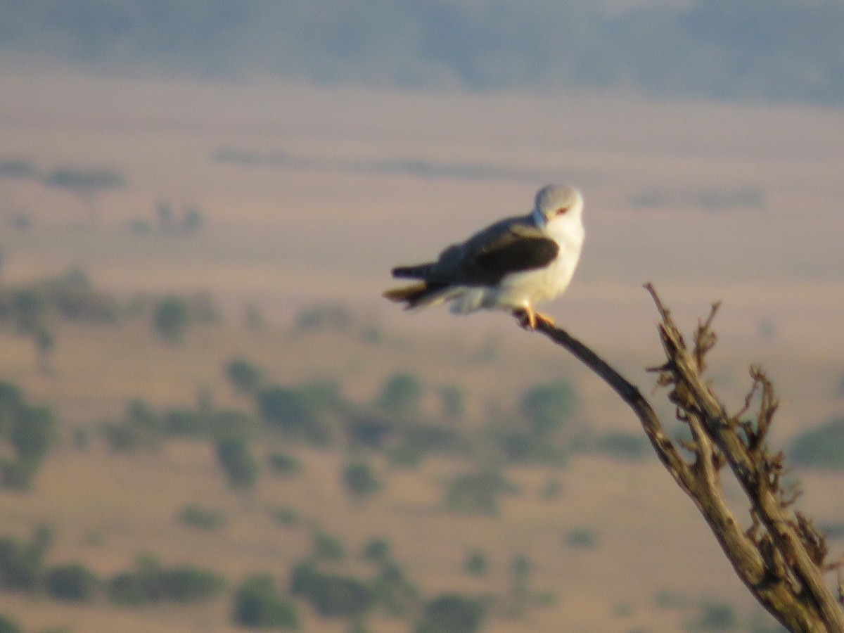 Black-winged Kite - ML643766797