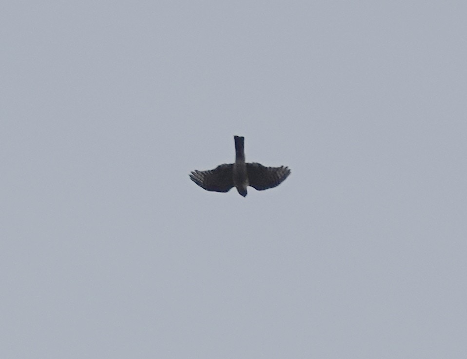 Sharp-shinned Hawk - ML643766801
