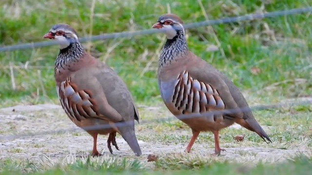 Red-legged Partridge - ML643766829