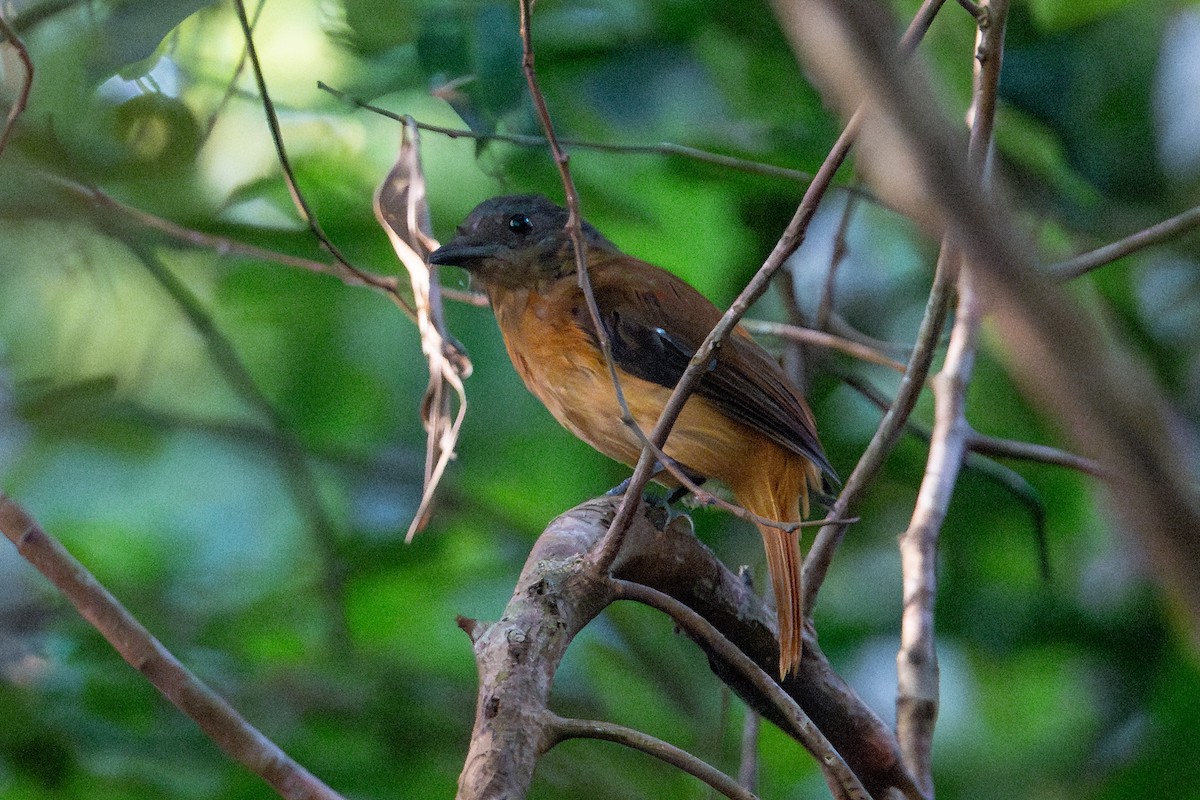 アカチャツグミマイコドリ - ML643766850