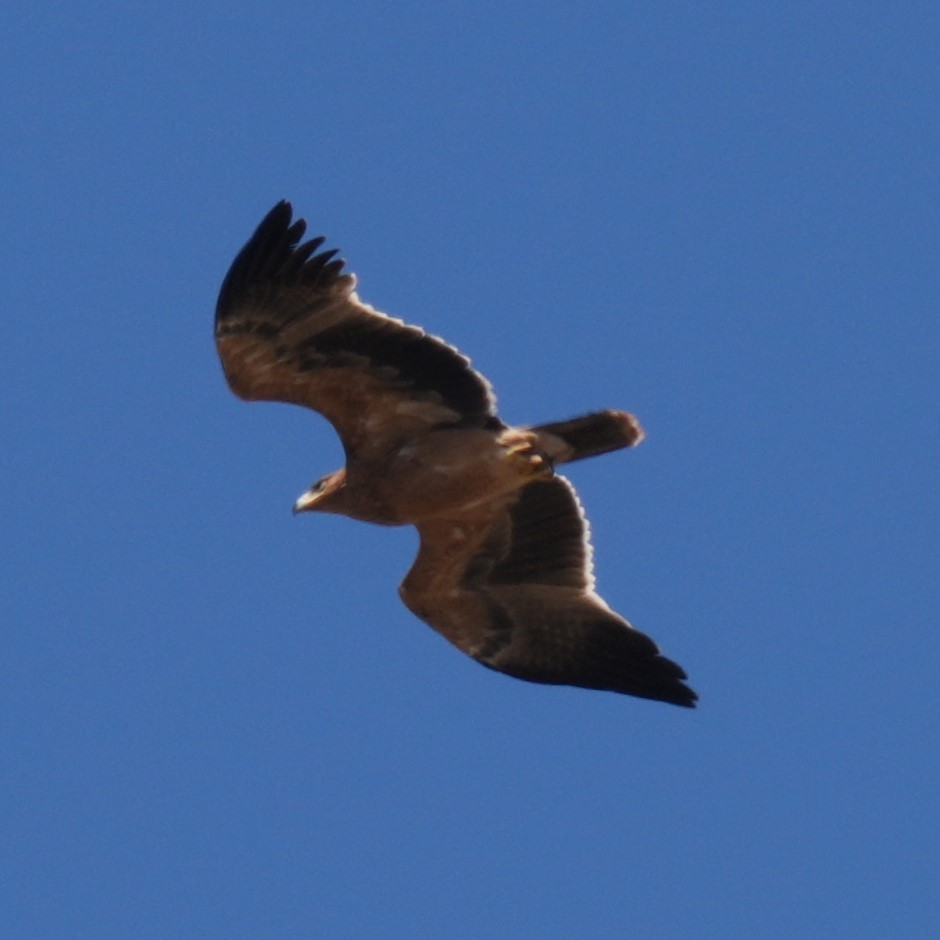 Spanish Eagle - ML643766854