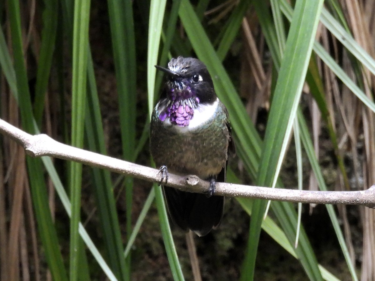 Merida Sunangel - ML643766873