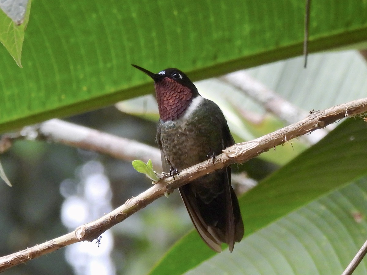 Merida Sunangel - ML643766874