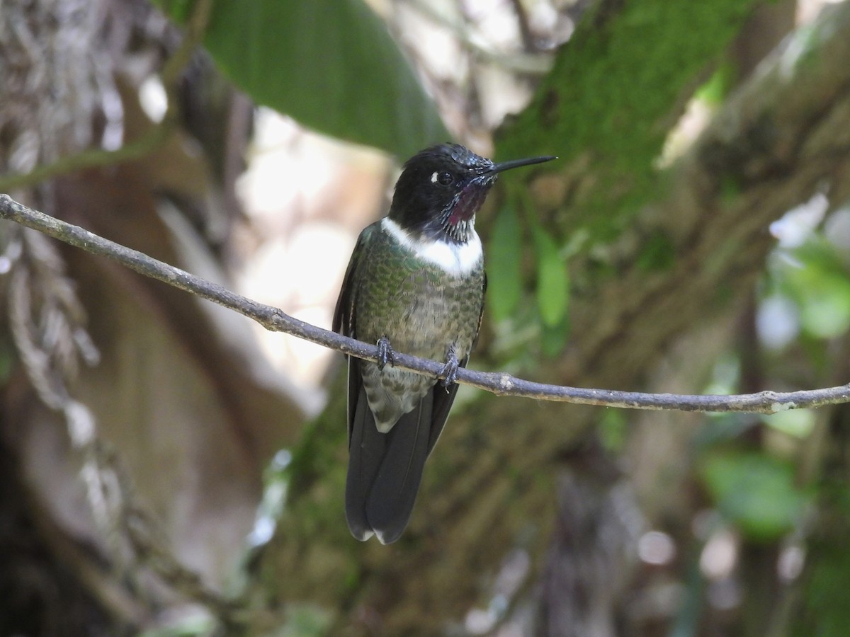 Merida Sunangel - ML643766875