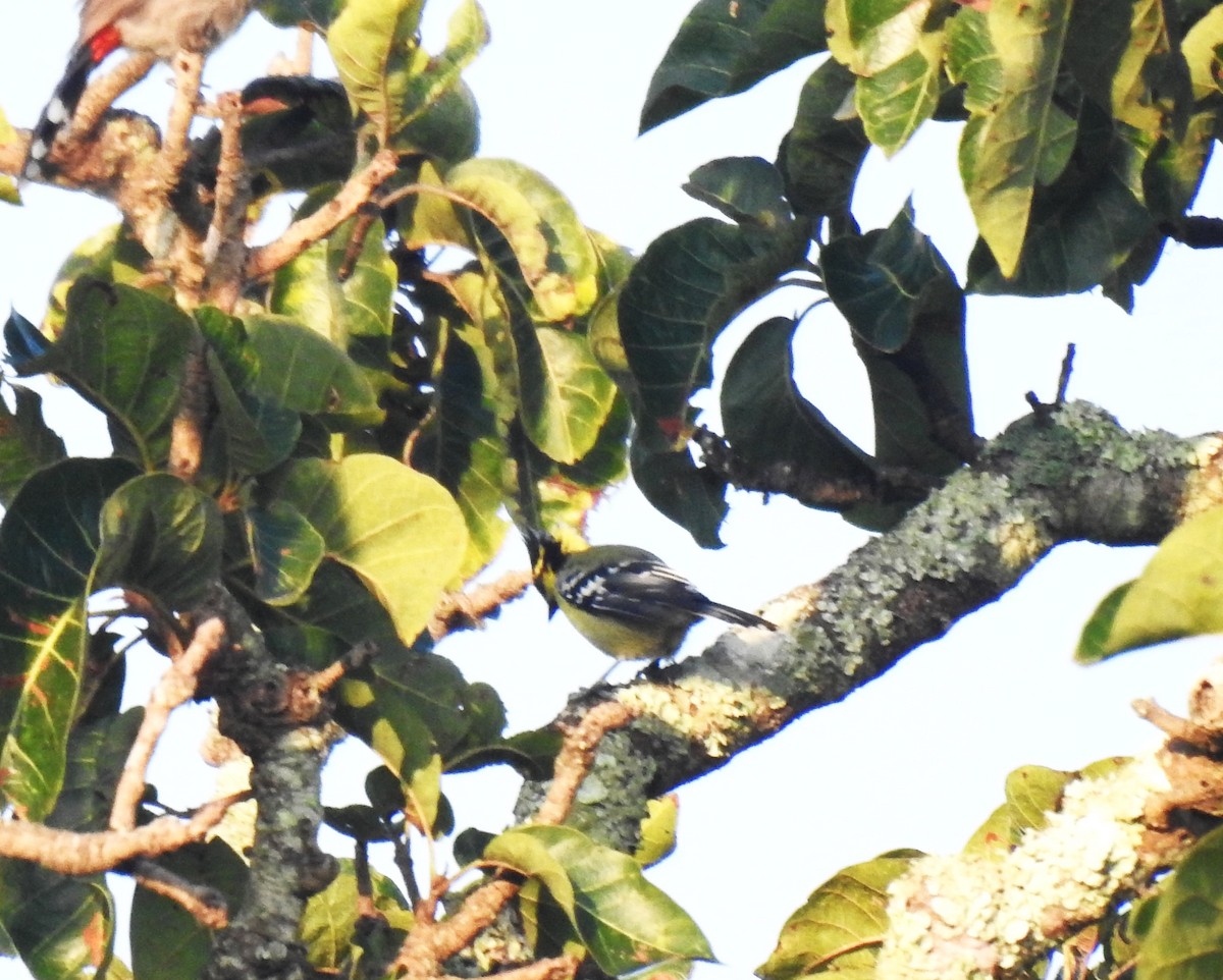 Indian Yellow Tit - ML643766878