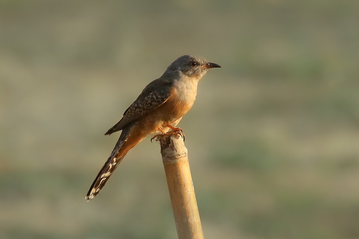 Plaintive Cuckoo - ML643766882