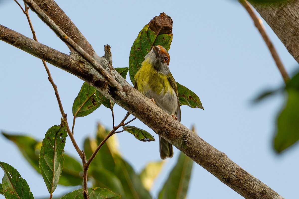 Rufous-browed Peppershrike - ML643766909