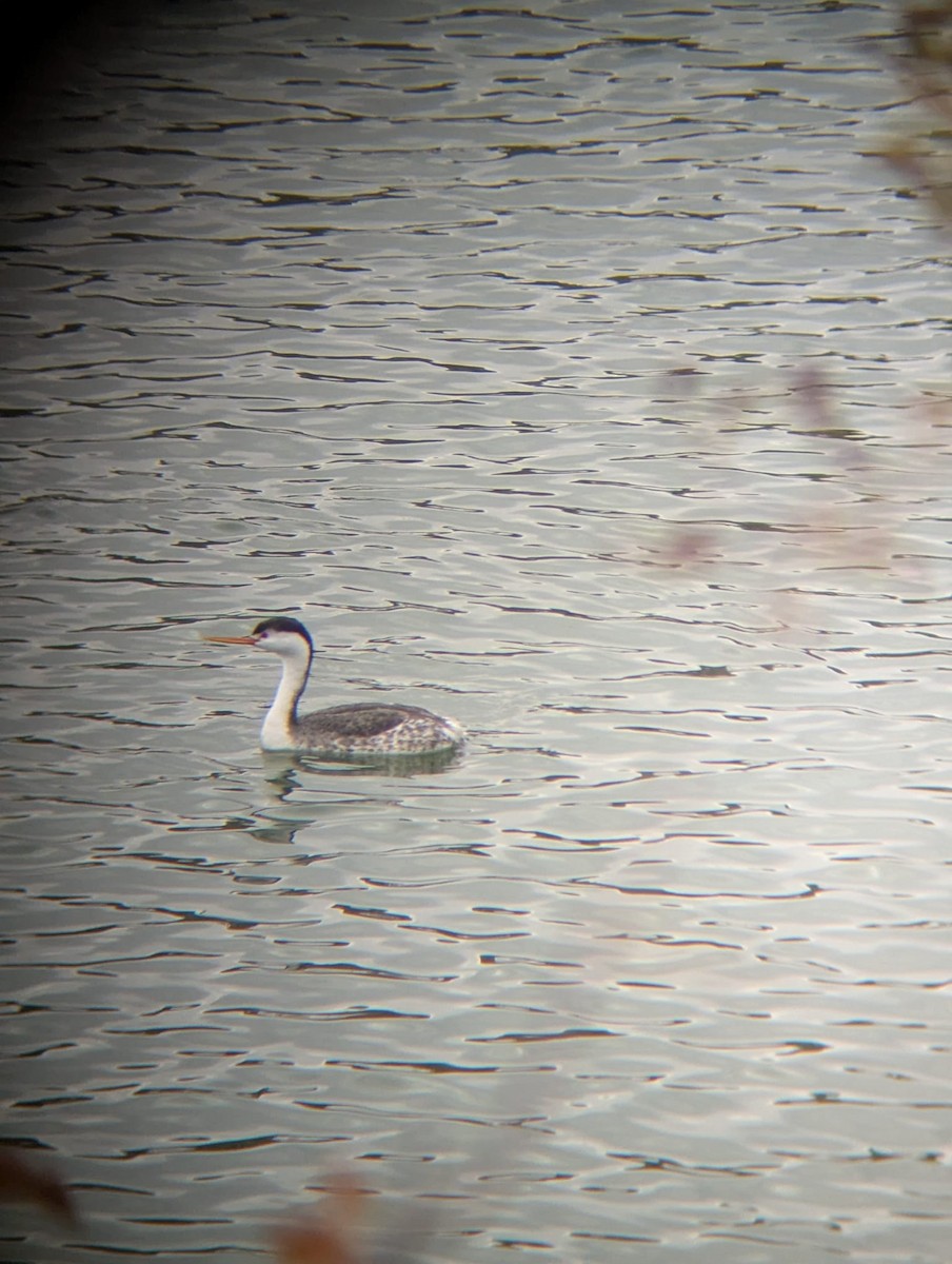 Clark's Grebe - ML643766949
