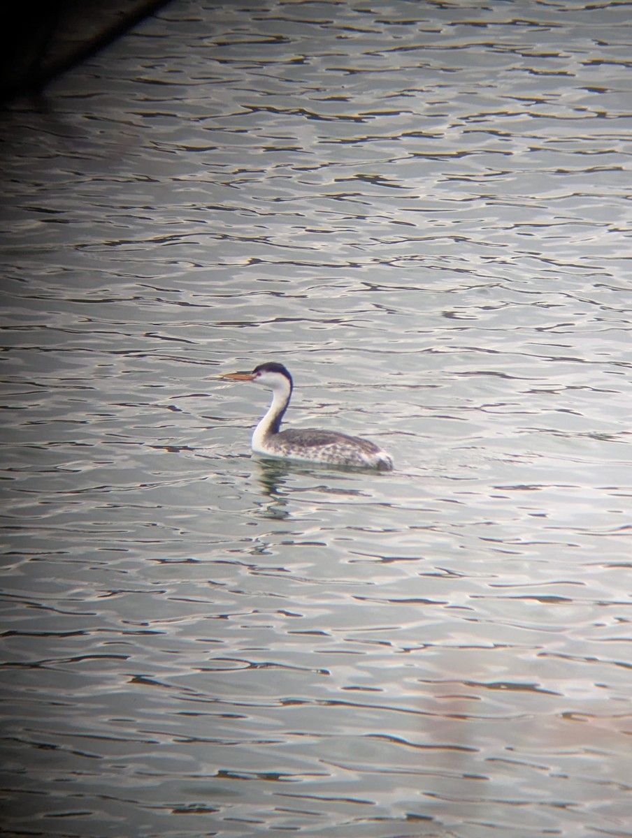 Clark's Grebe - ML643766950