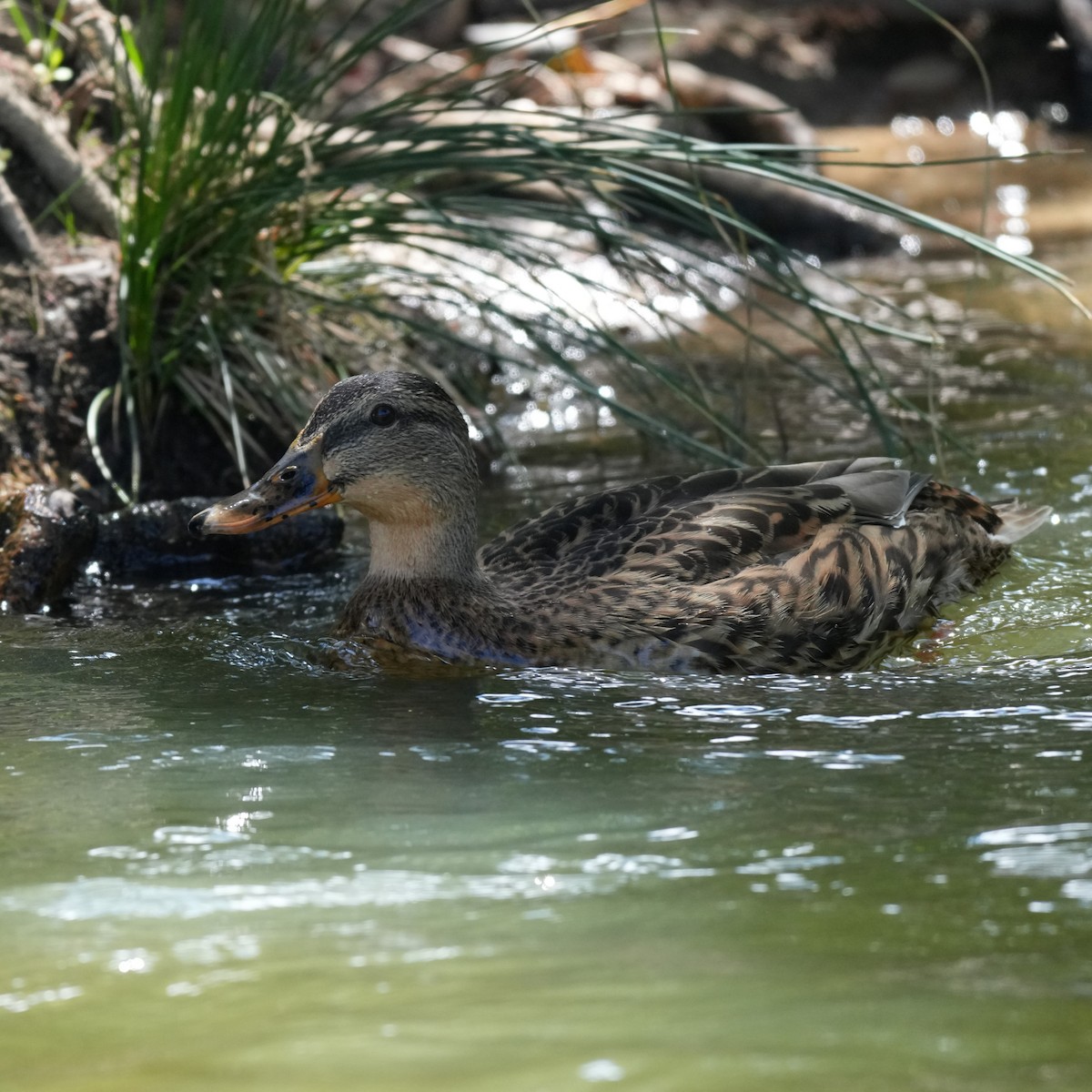 Mallard - ML643766977