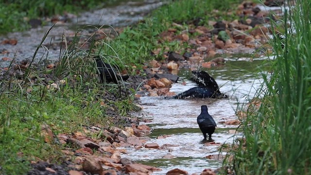Great-tailed Grackle - ML643766996
