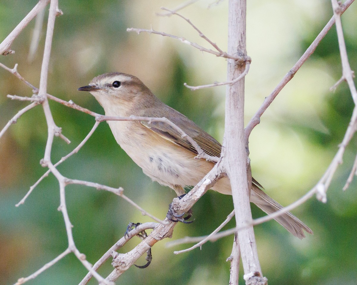 Mountain Chiffchaff - ML643767001